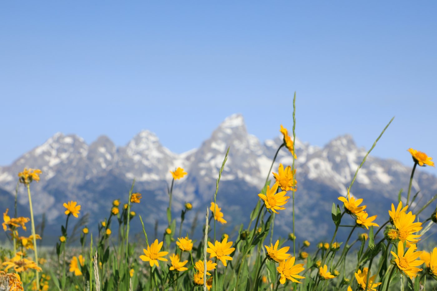 Yellow wildflowers in sharp focus with the Teton range soft behind them