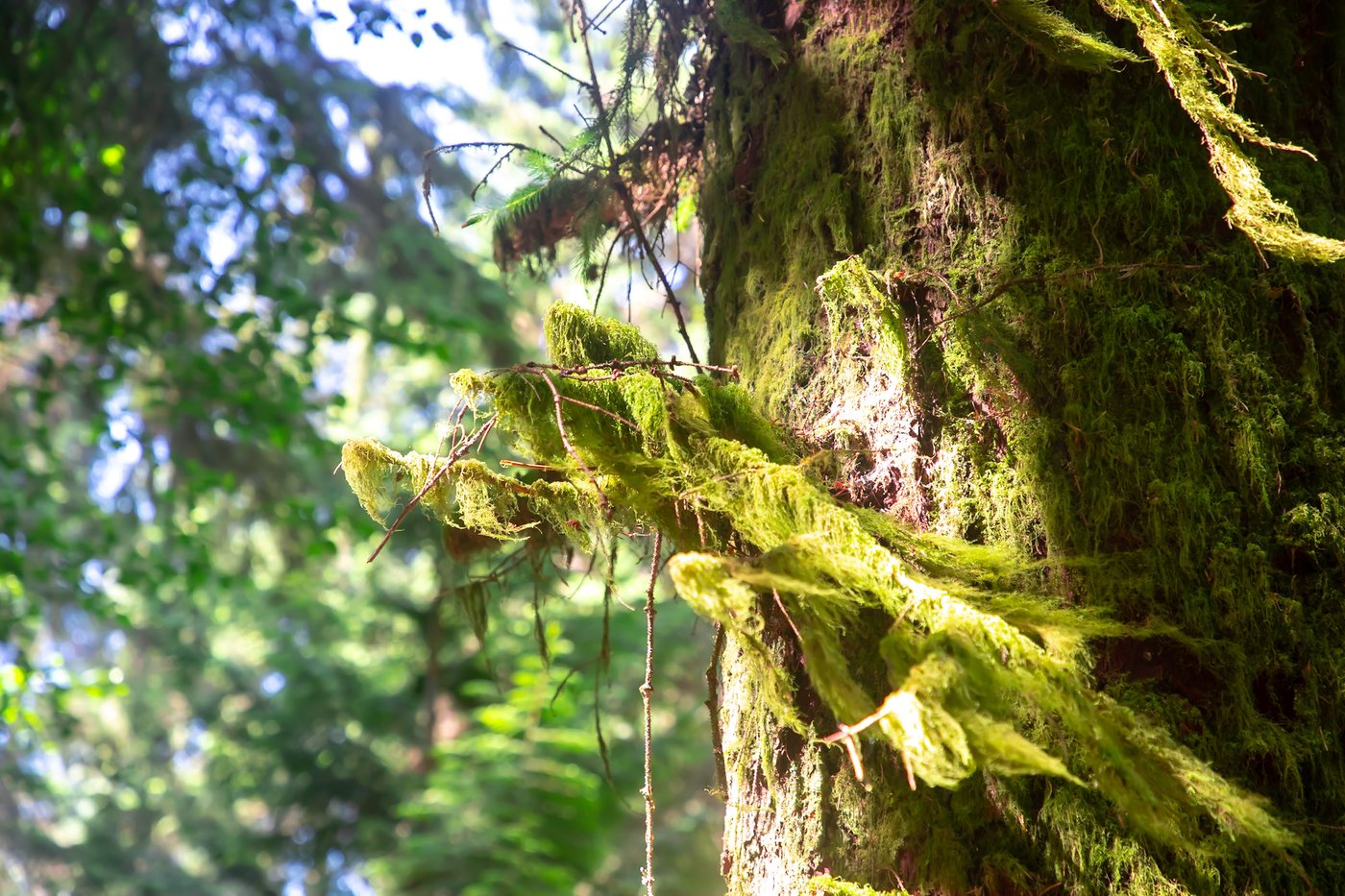 Backlit moss hanging from a tree trunk in a temperate rainforest