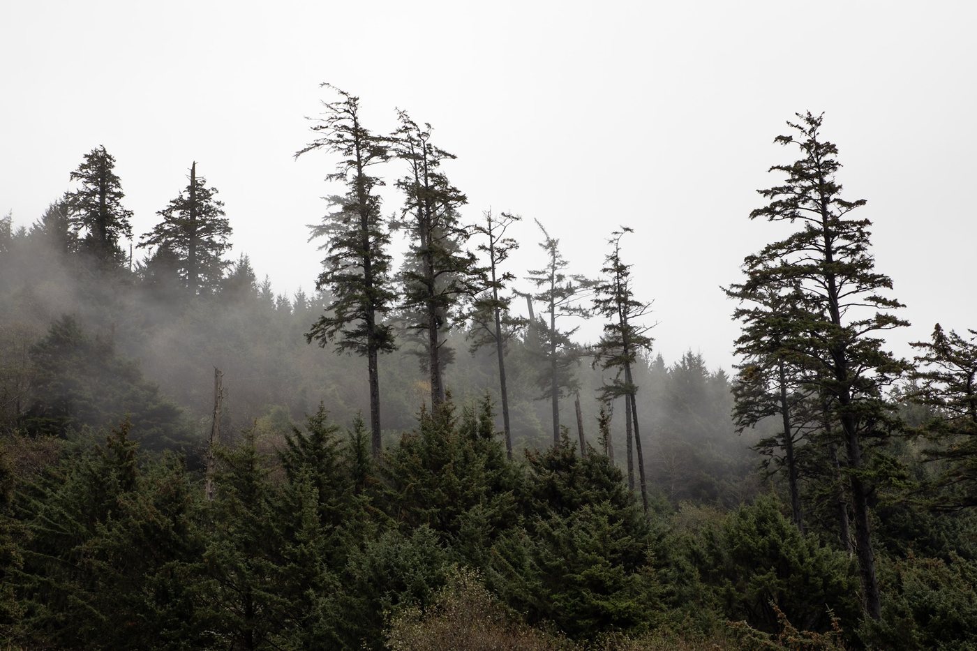Tall conifers emerging from coastal fog